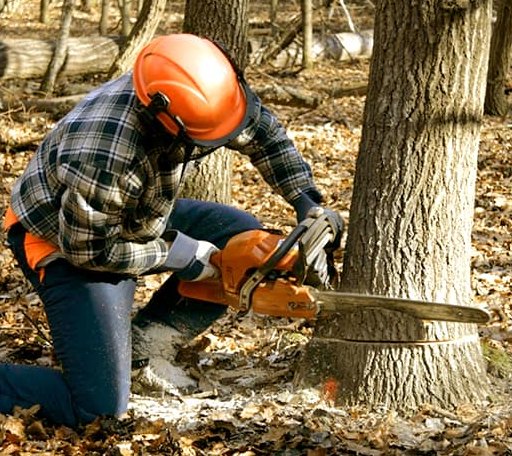 Arborist assessing tree health in Georgia